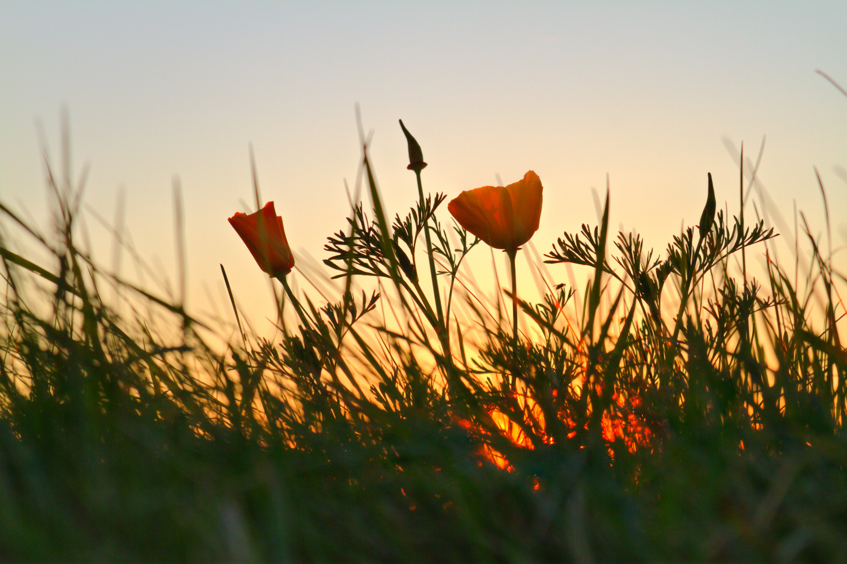 Eschscholzia californica   Kalifornischer Mohn   0017